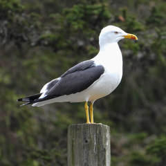Larus fuscus