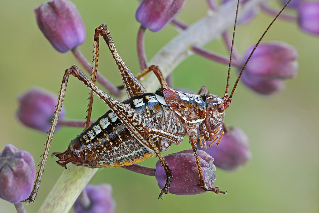 Hooked Bright Bush-cricket