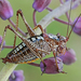 Hooked Bright Bush-Cricket - Photo (c) Gintautas Steiblys, some rights reserved (CC BY-NC), uploaded by Gintautas Steiblys