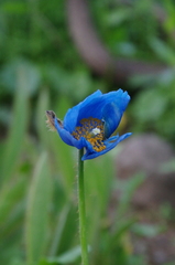 Meconopsis betonicifolia