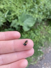 Harmonia axyridis