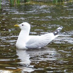 Larus canus