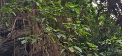 Ficus anamalayana