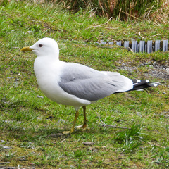 Larus canus