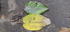 Ficus anamalayana