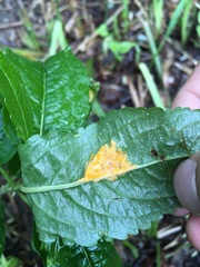 Melampsora rostrupii