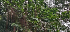 Ficus anamalayana