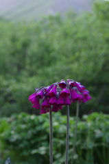 Primula secundiflora