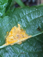 Melampsora rostrupii