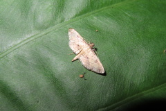 Nacoleia charesalis