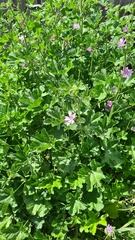 Malva sylvestris sylvestris