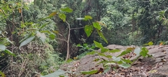 Ficus anamalayana