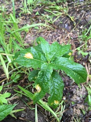 Melampsora rostrupii