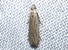 Mesophleps adustipennis