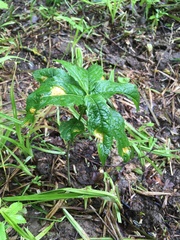 Melampsora rostrupii