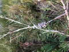 Melaleuca brachyandra