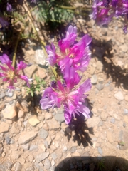 Astragalus onobrychis