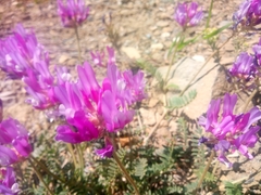 Astragalus onobrychis