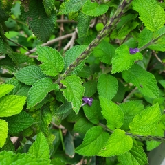 Stachytarpheta cayennensis