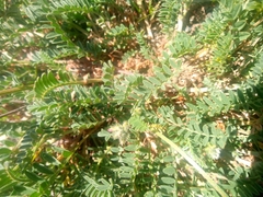 Astragalus onobrychis