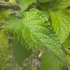 Stachytarpheta cayennensis