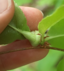 Contarinia cerasiserotinae