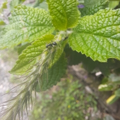 Stachytarpheta cayennensis