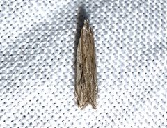 Mesophleps adustipennis