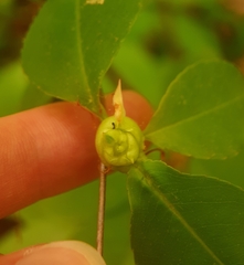 Contarinia cerasiserotinae