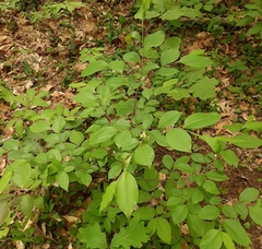 Contarinia cerasiserotinae