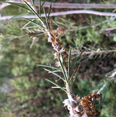 Melaleuca brachyandra