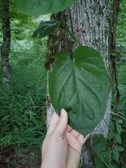 Matelea carolinensis