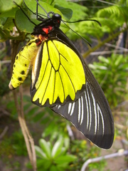 Troides magellanus