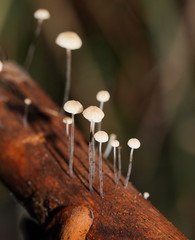 Marasmius alveolaris