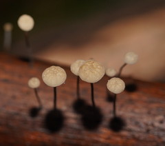 Marasmius alveolaris