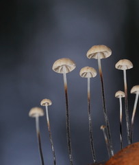 Marasmius alveolaris