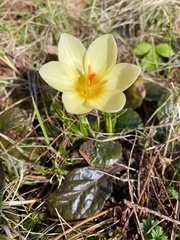 Crocus chrysanthus