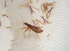 Nabis rugosus