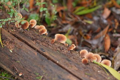 Lentinellus pulvinulus