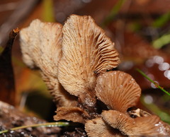 Lentinellus pulvinulus