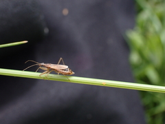 Nabis rugosus