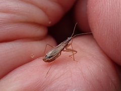 Nabis rugosus