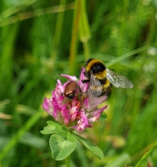 Bombus