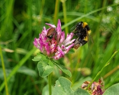 Bombus
