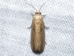 Bactra priapeia