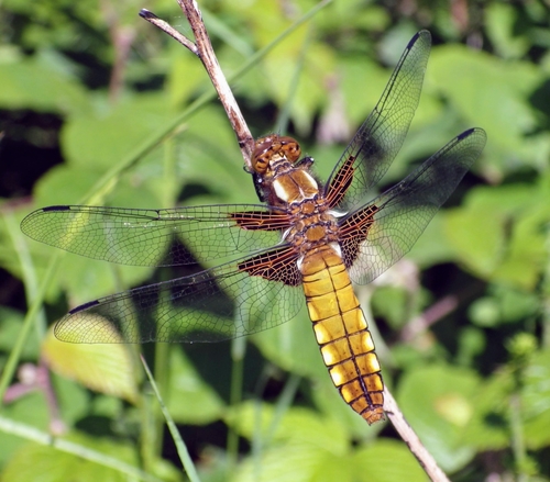 Broad-bodied chaser
