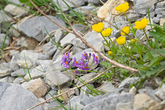 Linaria alpina alpina