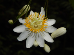 Passiflora grandis