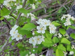 Crataegus flabellata