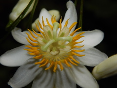 Passiflora grandis